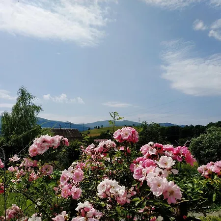 Nestg * Pilipets